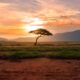Mother Africa